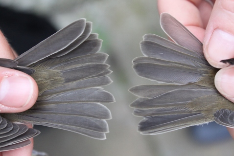 Tail feathers from two Female Blackcaps 