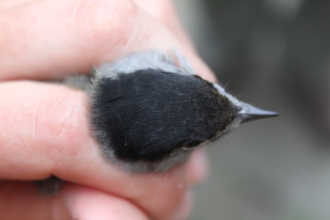 Small amount of brown remaining in crown feathers of first year male Blackcap