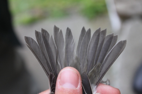 Pointed tail feathers of first year male Blackcap