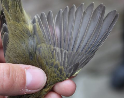 Some really clear examples of moult limits in Chiffchaffs born this year