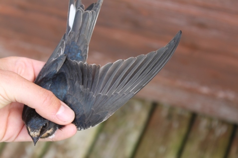 First year Swallow with moulted body feathers 