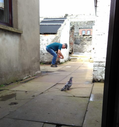 The hungry "lost" racing pigeon gets fed, after coming into the obs searching for food!